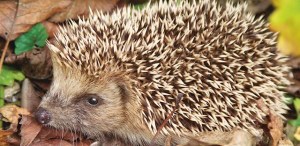 Wildtier_Igel_0312