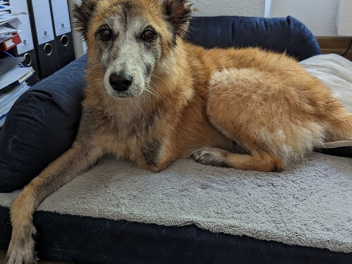 Jetzt wird es eklig (Triggerwarnung)